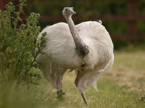 What does a Rhea eat? What are some fun facts about Rhea bird?