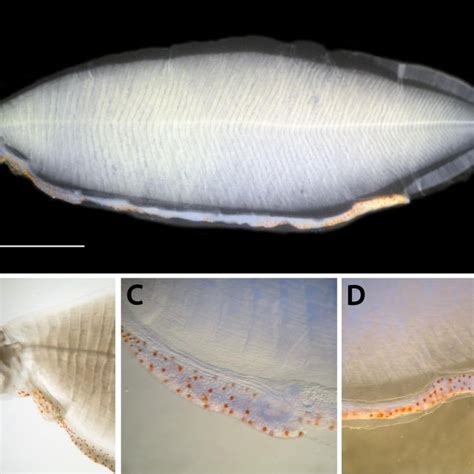 Line-illustrations of leptocephalus larvae of meso-and bathypelagic... | Download Scientific Diagram