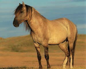 9 Native American Horse Breeds and Their Roles in History