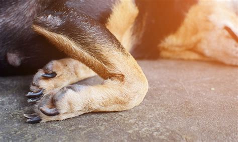 Swollen Joints in Dogs - What Causes Inflammation in Dogs | Buddydoc