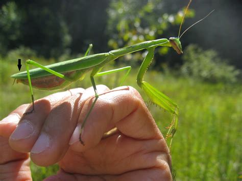 Capital Naturalist by Alonso Abugattas: A Tale of Two Mantis