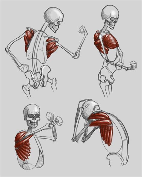 The shoulder muscles : r/learnart