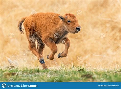 Young Bison Calf Running Wild Stock Photo - Image of bovine, pasture ...