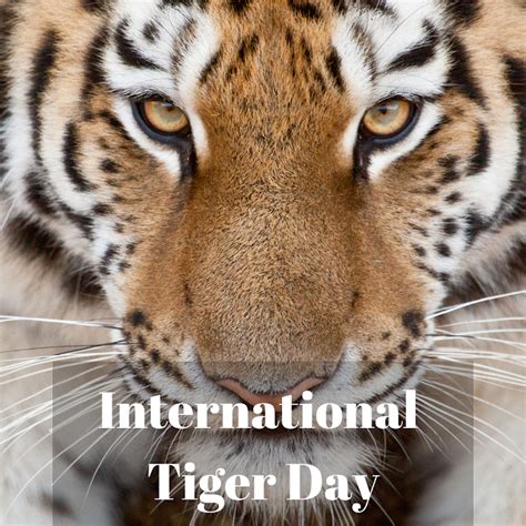 International Tiger Day - 29th July 2022 | History | Download Images ...