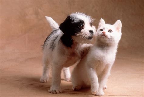 Photos That Prove Cats and Dogs Can Be Friends | Reader's Digest