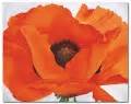 Red Poppy - O'Keeffe Paintings | Famous Art @ Canvas Paintings