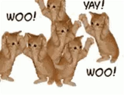 Cat Cats GIF - Cat Cats Celebration - GIF'leri Keşfedin ve Paylaşın