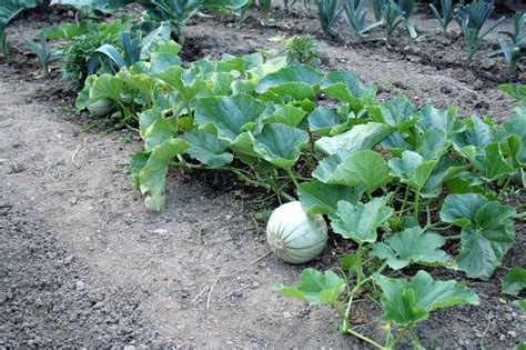 Top health benefits of Cantaloupes | HB times