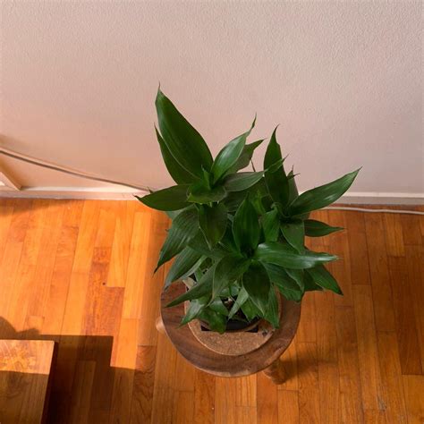 Lucky bamboo Dracaena in ikea black ceramic pot with plate, Furniture & Home Living, Home Decor ...