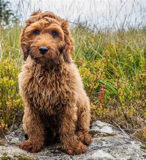 Cocker Spaniel Poodle Mix, Poodle Mix Puppies, Big Puppies, Poodle Dog, Cocker Dog, Cockapoo ...