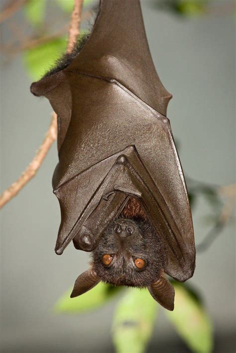 a bat hanging upside down on a tree branch