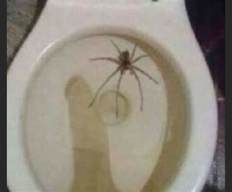 Giant Toilet Spider Found today - 9GAG