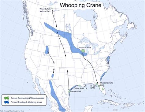 Whooping crane (Grus americana) habitat in North America is divided ...