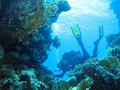 Diver at Paradise Reef, Red Sea, Egypt #SCUBA | Diver at Par… | Flickr