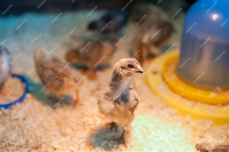 Premium Photo | Baby chicken in agricultural poultry farm. Contact zoo.