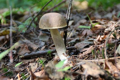 Free photo: Mushroom, Kozak, Mushrooms, Forest - Free Image on Pixabay ...