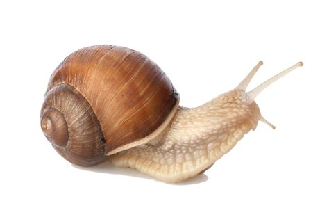 Snail PNG transparent image download, size: 1715x1166px