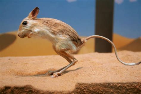 Kangaroo Rat– Facts, Size, Habitat, Pictures