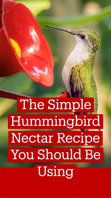 Hummingbird Food Guide: Easy Nectar Recipe + FAQ