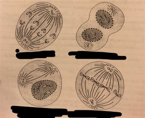 four stages of mitosis Diagram | Quizlet