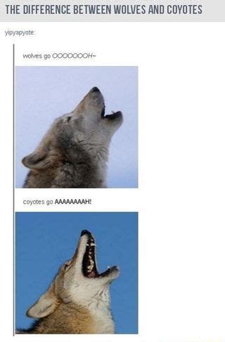 THE DIFFERENCE BETWEEN WOLVES AND COYOTES - iFunny | Funny animals ...