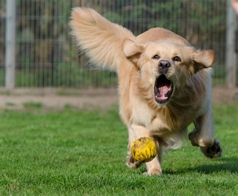 golden retriever playing with ball - USA Pet Cover