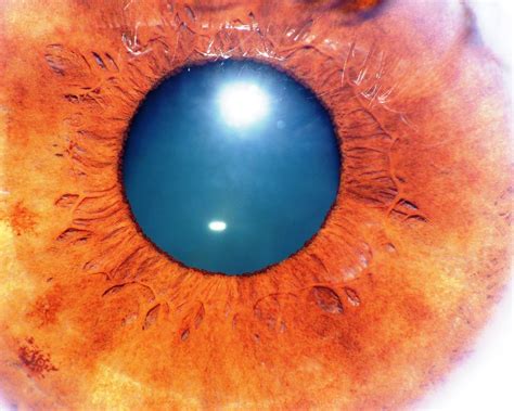Close-Up of the Human Eye - Primer plano del ojo humano | Flickr