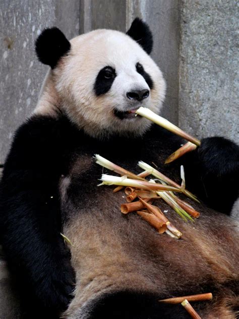 Panda Eating Green and Brown Leaves · Free Stock Photo