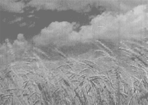wheat field gifs | WiffleGif