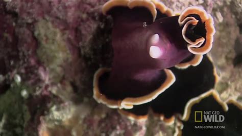 The Mating Ritual Of Flatworms - YouTube