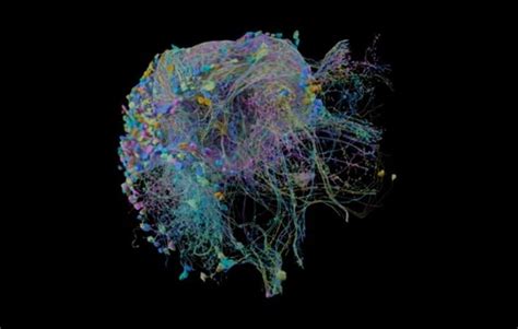 Check out the most complete 3D brain map ever made — Popular Science ...