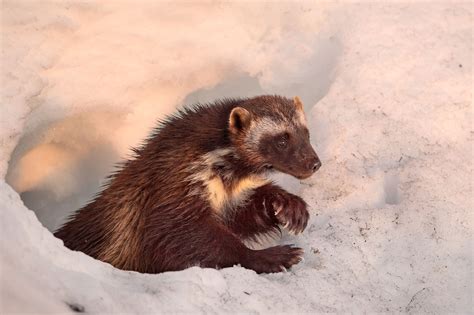 Wolverines battle to survive as climate change poses a new threat