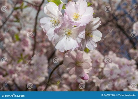 Cherry Tree Blossom in Ontario Royal Botanical Gardens Stock Photo ...