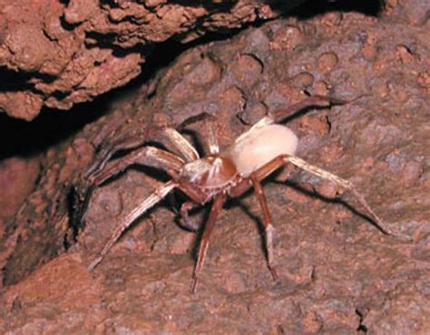 5 Extinct Types of Spiders - And 3 Critically Endangered Spiders that ...