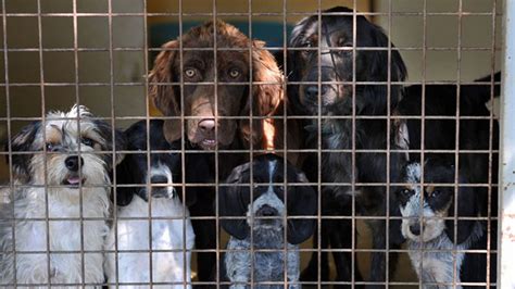 Abandons d'animaux : la SPA lance un "SOS adoption" sur France Info