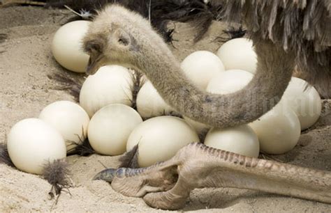 Ostrich And Emu Eggs For Sale,Qatar price supplier - 21food