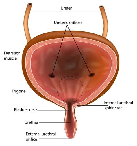 anatomie de la vessie. pdf