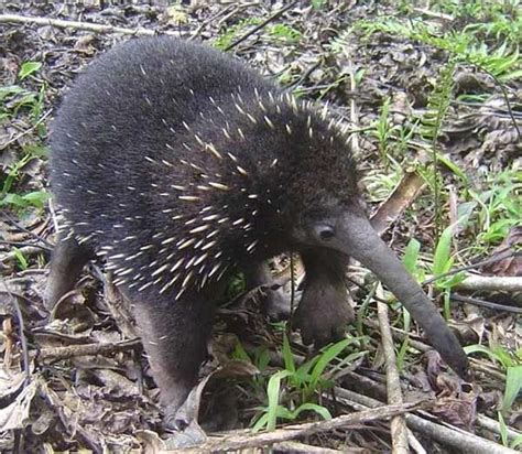 Long beaked echidna - Alchetron, The Free Social Encyclopedia