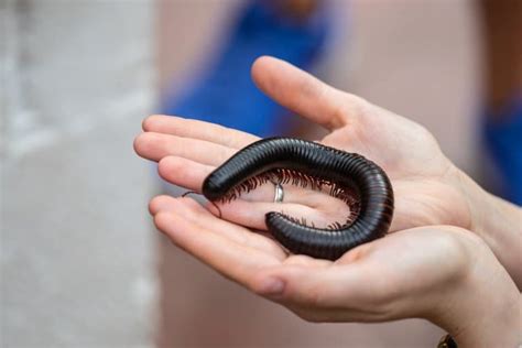 10 Giant African Millipede Facts - Fact Animal