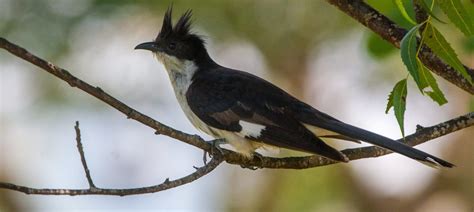 Jacobin Cuckoo | Bubo Birding