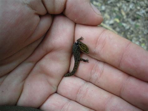 Smallest Animal In The World Ever