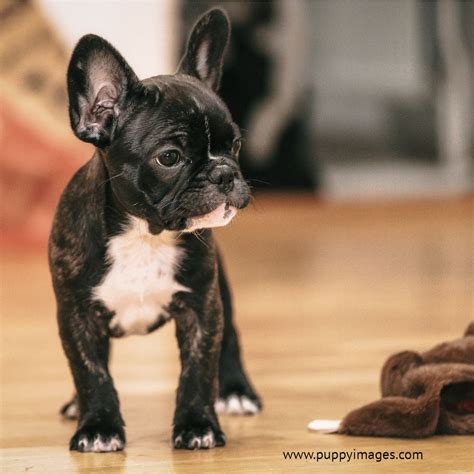 French Bulldog Chihuahua Mix Black - Pets Lovers