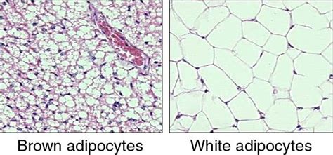 Difference Between White fat cells & Brown fat cells |Genetic Engineering Info