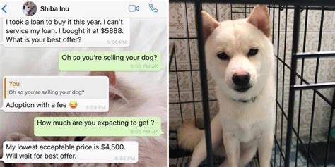 S'porean Puts Up Shiba Inu For "Adoption With A Fee", But Fee Is ...