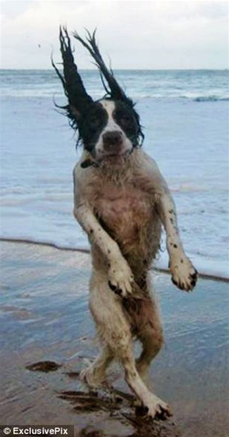 Funny Animal Pictures, Cute Funny Animals, Dog Pictures, Funny Dogs ...