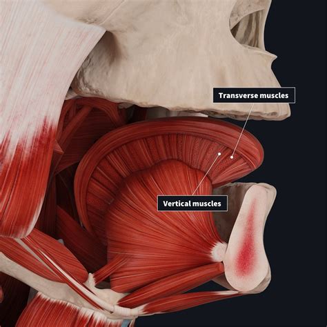 Tongue Muscles Anatomy