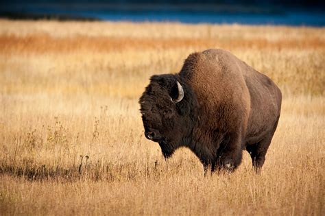 Oklahoma Bison Association