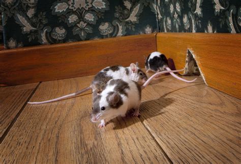 Five Signs You May Have an Autumn Rat Infestation - American Rat