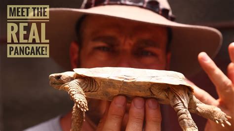 The World's FLATTEST Tortoise! - YouTube