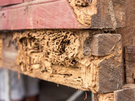 Early Signs of Termite Damage | What To Look Out For?